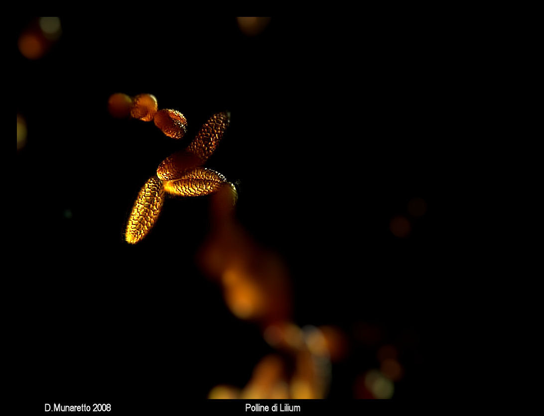 Polline di Lilium in Campo Oscuro